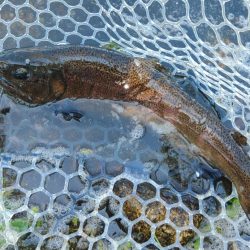 持ち帰りぴったりサイズをキャッチ！ ～フィッシングパーク高島の泉～